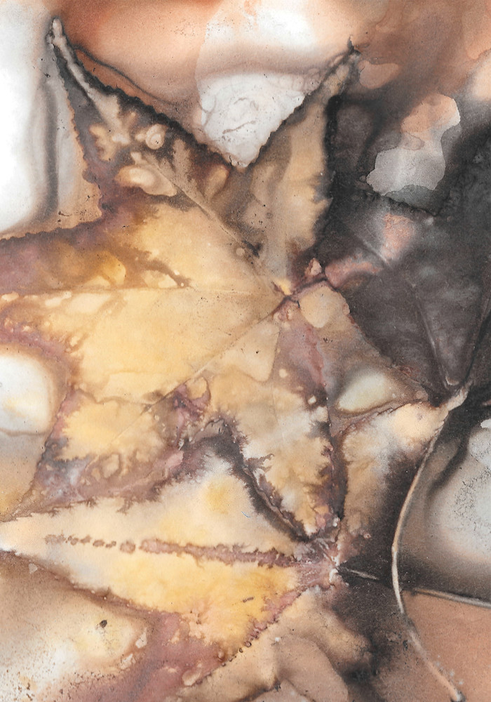 Sweet Gum 2 Final Art | Debbie Alley