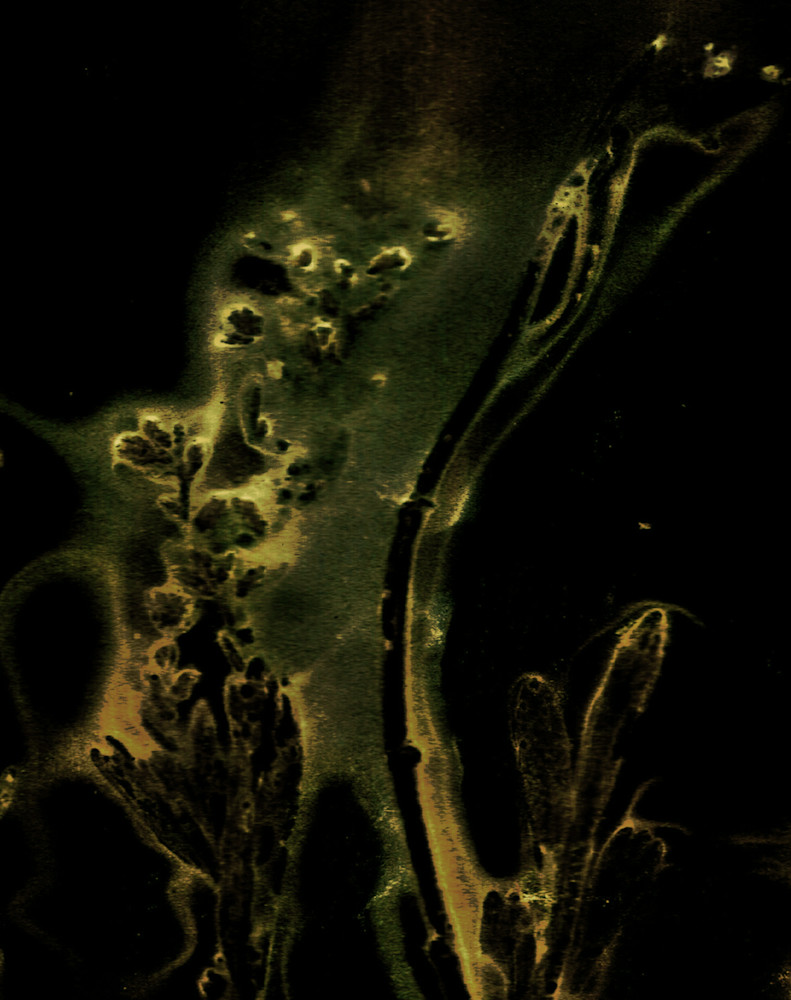 Moab Grasses Final Art | Debbie Alley