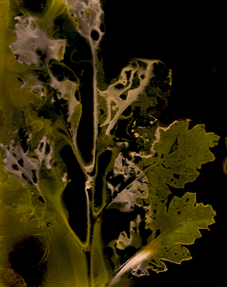 Moab Scrub Oak Final Art | Debbie Alley