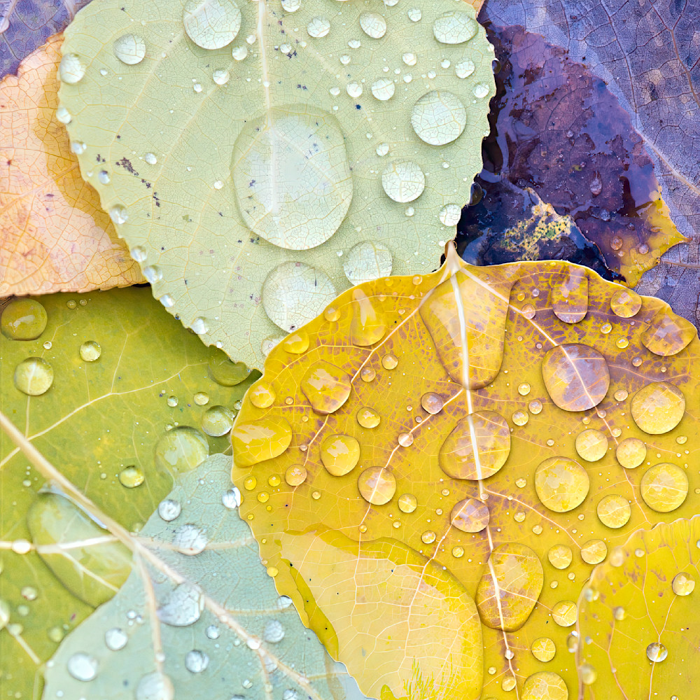 Autumn palette displays leaves with rain droplets on colorful surfaces in a natural setting
