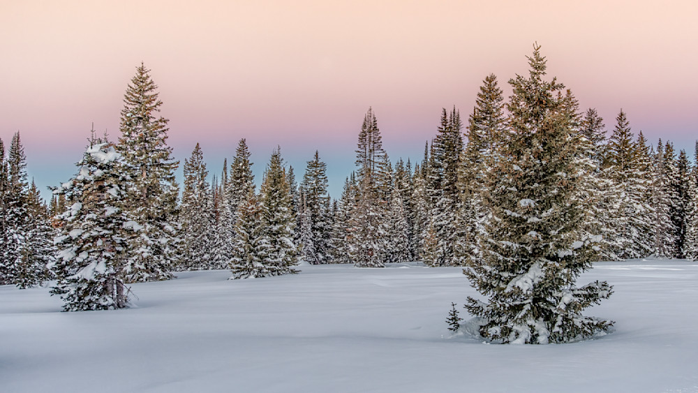 Moonset occurs as night gives way to morning light in a snowy forest with alpen glow on the horizon