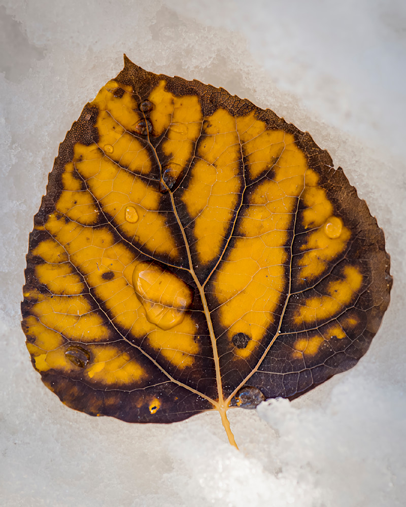 Winter gold leaf rests on a surface with droplets of water showing the details of its veins against a cold background