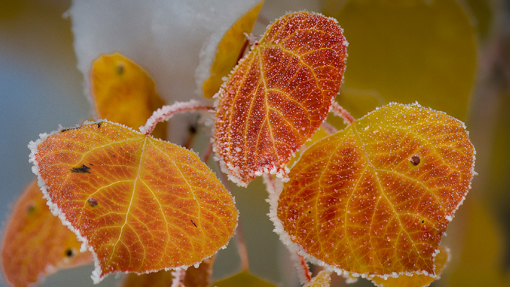 Frosted leaves display bright colors during winter morning in a forested area