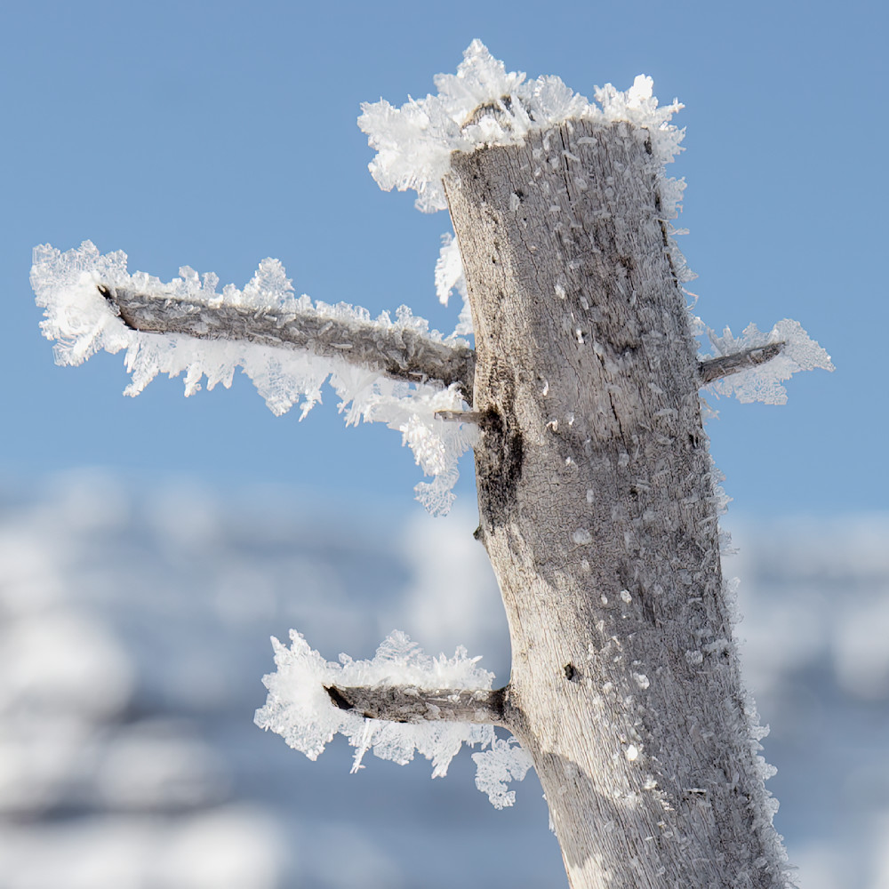 Frosted sentinel stands in winter landscape as sunlight glints on ice crystals during cold morning hours