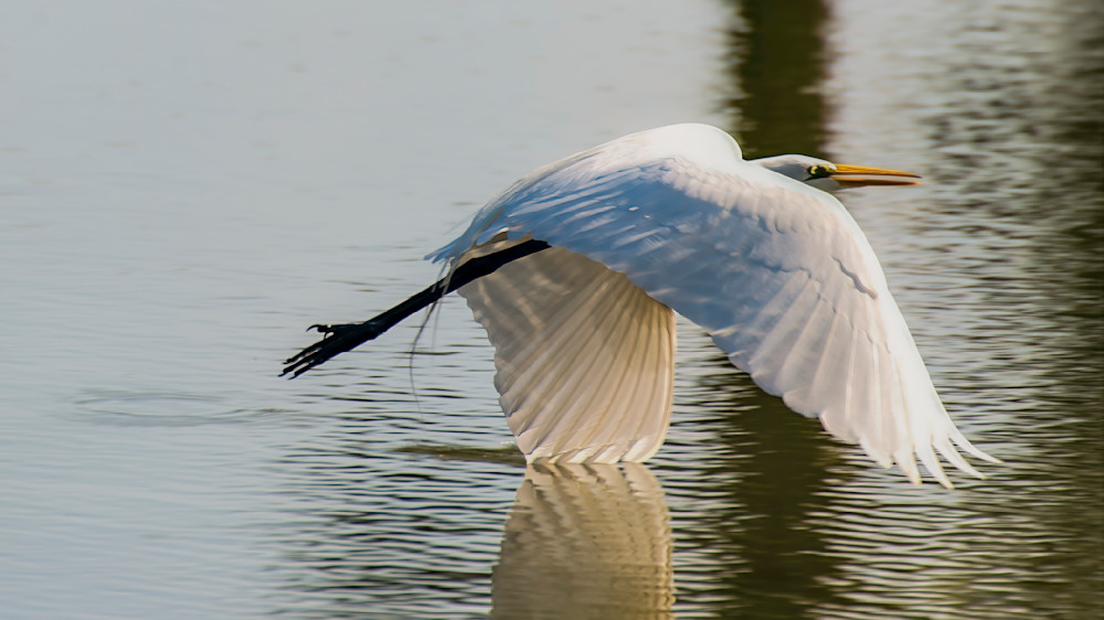 Gliding bird above calm water in natural setting during bright daylight