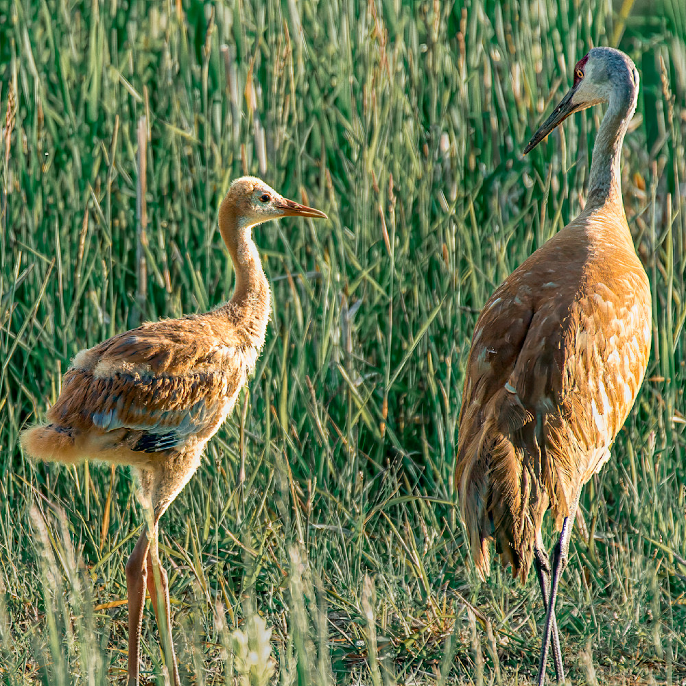 Baby crane grows up alongside mother in natural setting at the edge of a wetland during daylight hours
