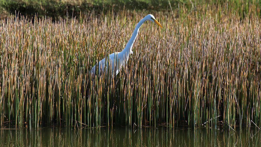 Reed runner seen hunting in marshland during bright daytime hours near water