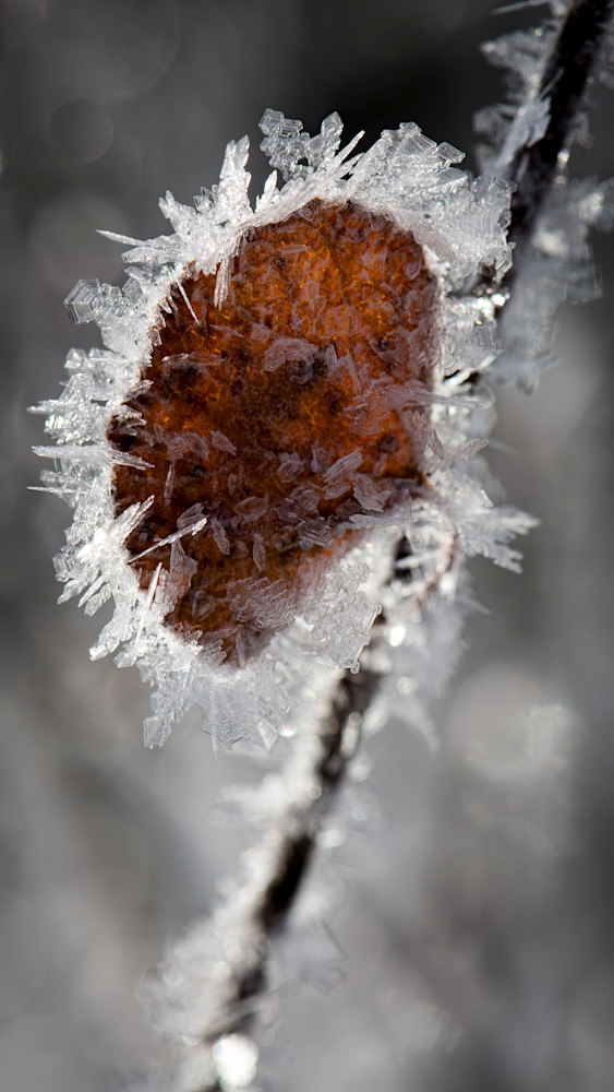 Frostbound ember on a branch in winter setting showcasing icy patterns and a brown leaf against a blurred background