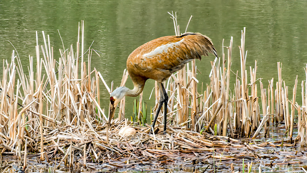 Sandhill crane inspects eggs as it prepares for motherhood near a wetland habitat
