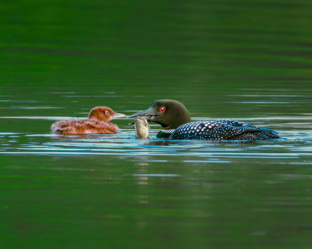 Loon parent feeding their young.psd