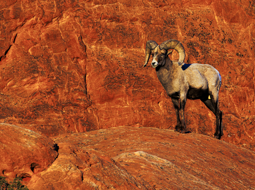 02062025 Gog Bighorn Sheep Jhel5339 Photography Art | James H Egbert's Silver Branch Studios