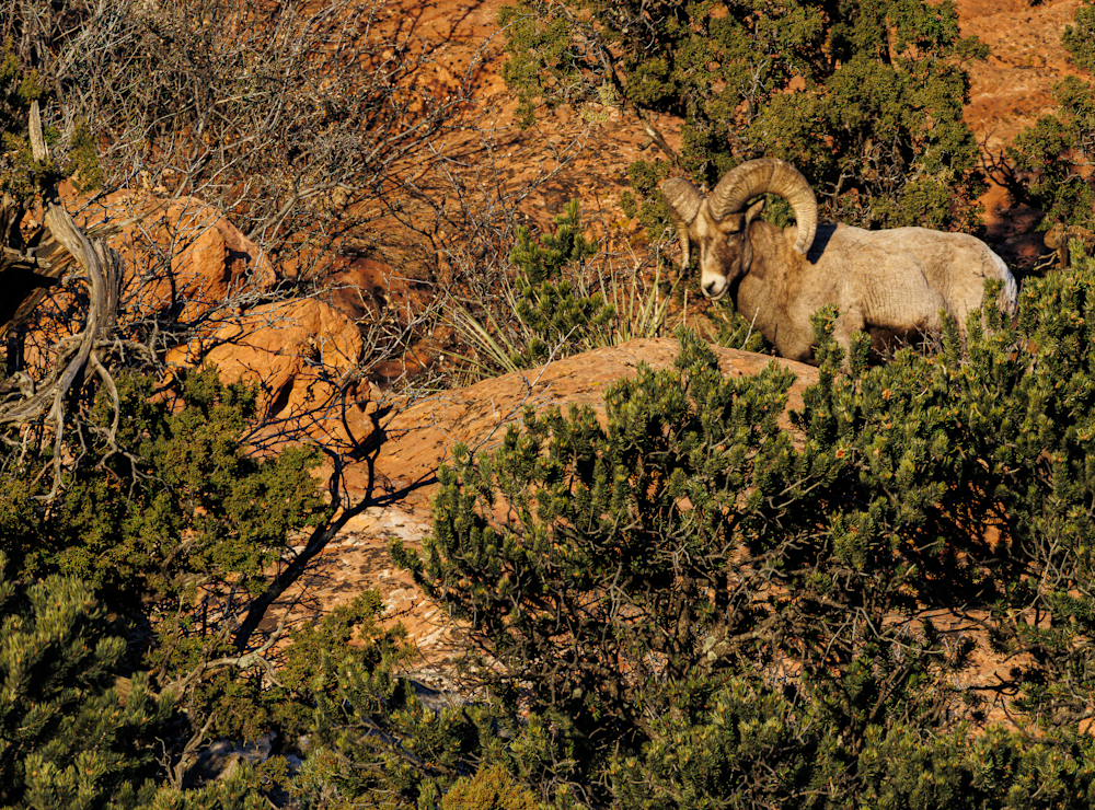02062025 Gog Bighorn Sheep Jhel5398 Photography Art | James H Egbert's Silver Branch Studios