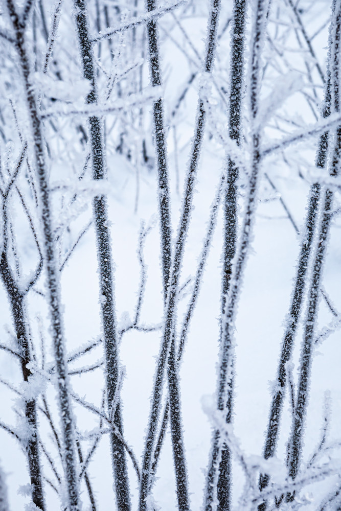 art photography for sale buy artwork online prints for sale winter vegetation covered thick layer frost snow Washington State