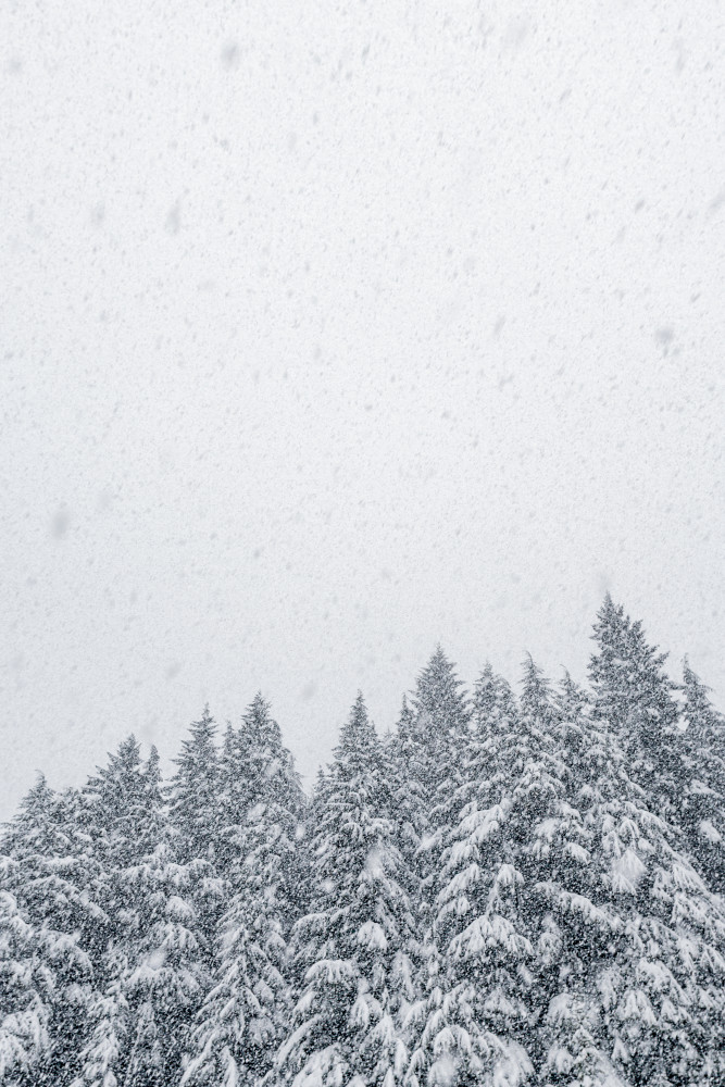 Snow falling in the sky above a conifer forest. Washington State Cascade mountains.