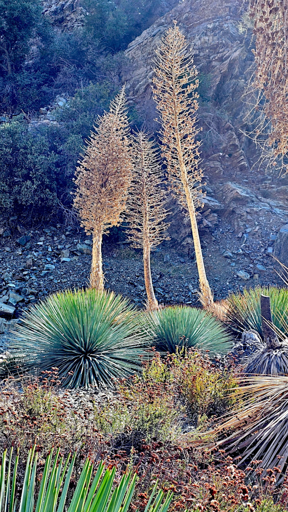 Desert Flora   San Gabriel Mountains Photography Art | InYourBackyard