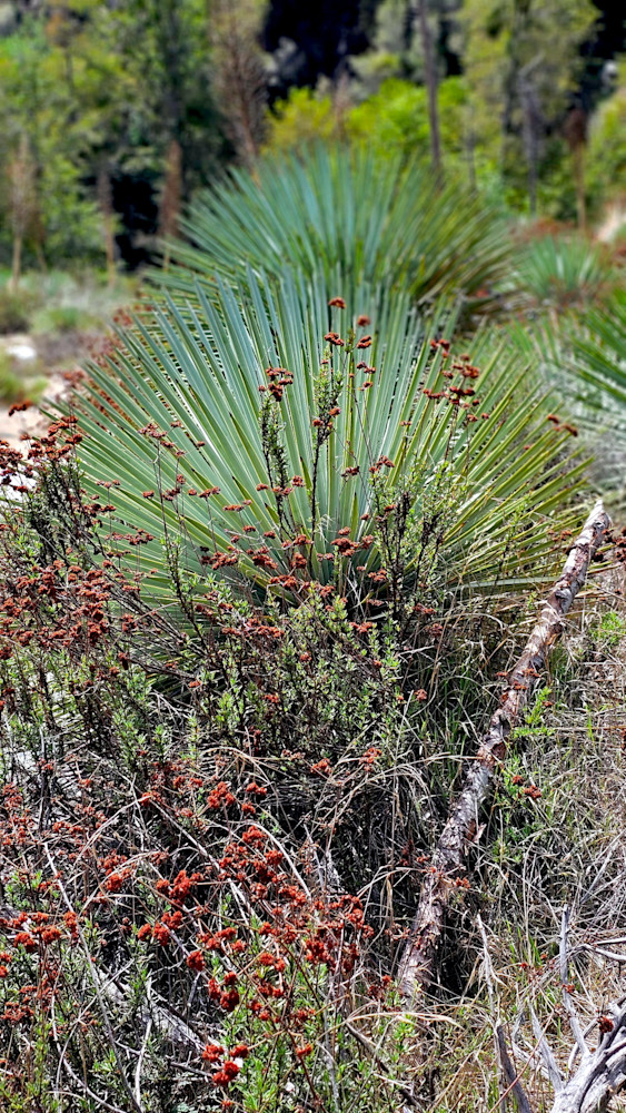 Desert Flowers   San Gabriel Mountains Photography Art | InYourBackyard