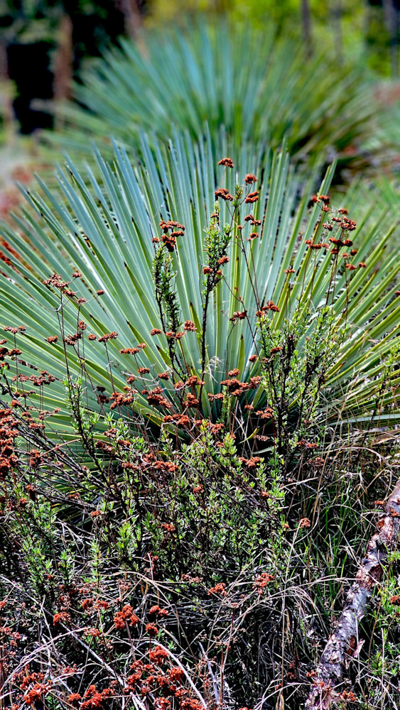 Desert Flowers In The San Gabriel Mountains Photography Art | InYourBackyard