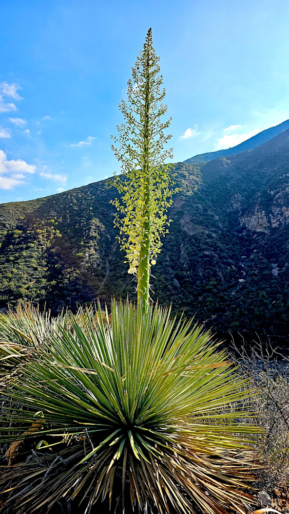 Flora In San Gabriel Mountains Photography Art | InYourBackyard