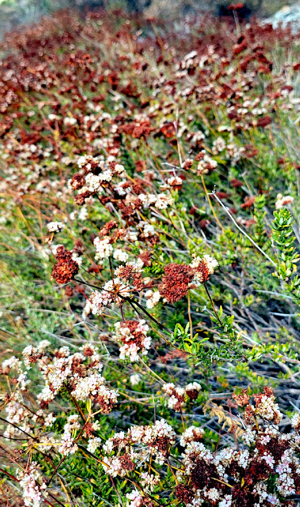 Flowers In San Gabriel Mountains Photography Art | InYourBackyard