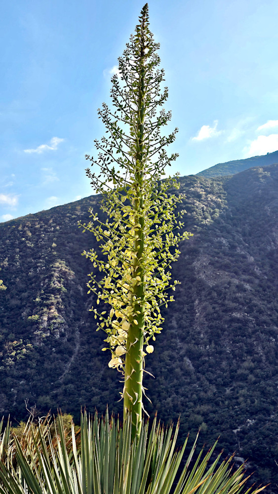 Mojave Yucca   San Gabriel Mountains Photography Art | InYourBackyard