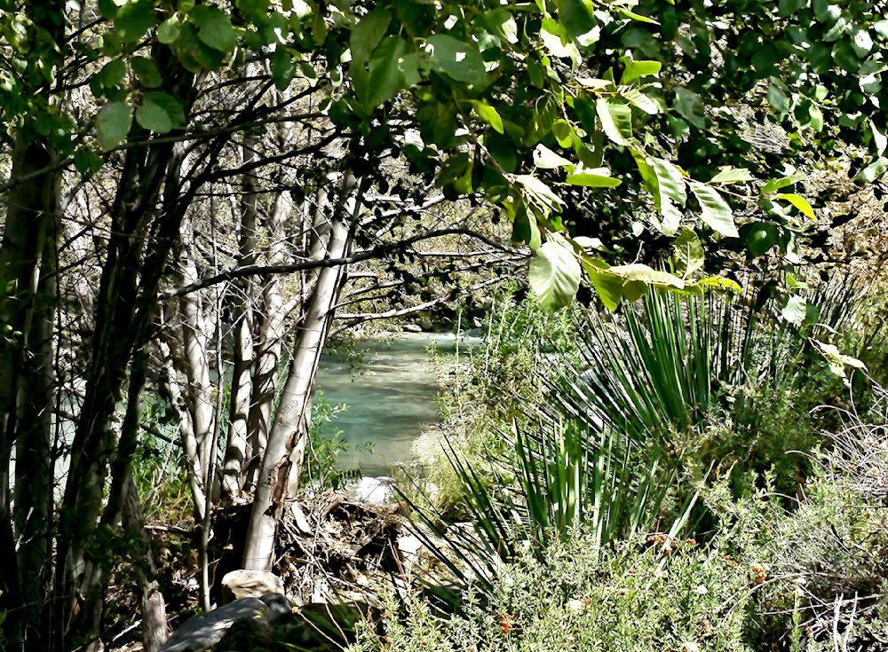 San Gabriel River Through The Trees Photography Art | InYourBackyard