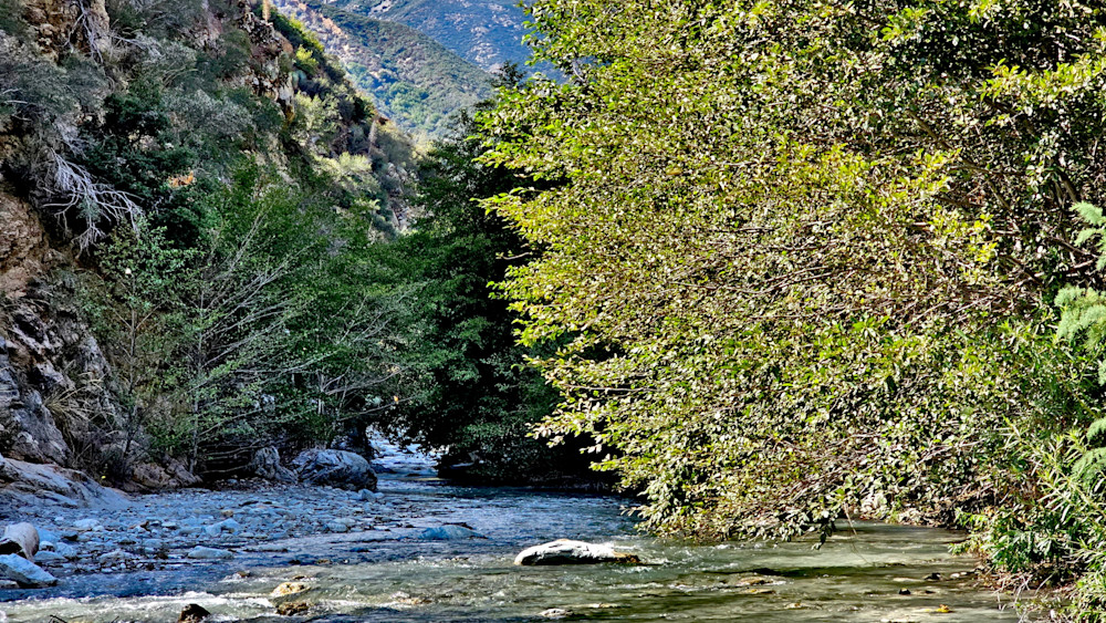 San Gabriel River Trees.Xcf Photography Art | InYourBackyard