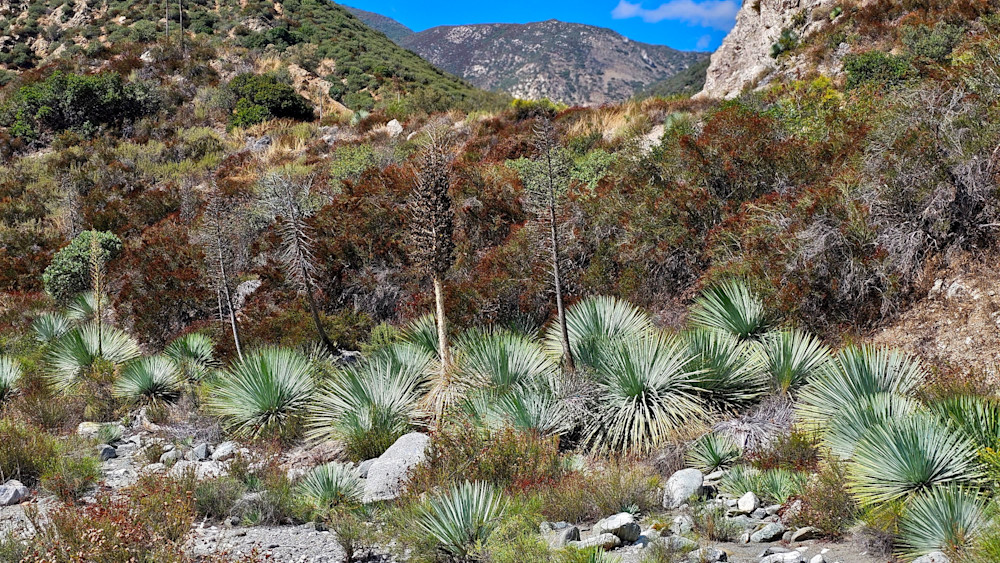 Yuccas In San Gabriel Mountains Photography Art | InYourBackyard