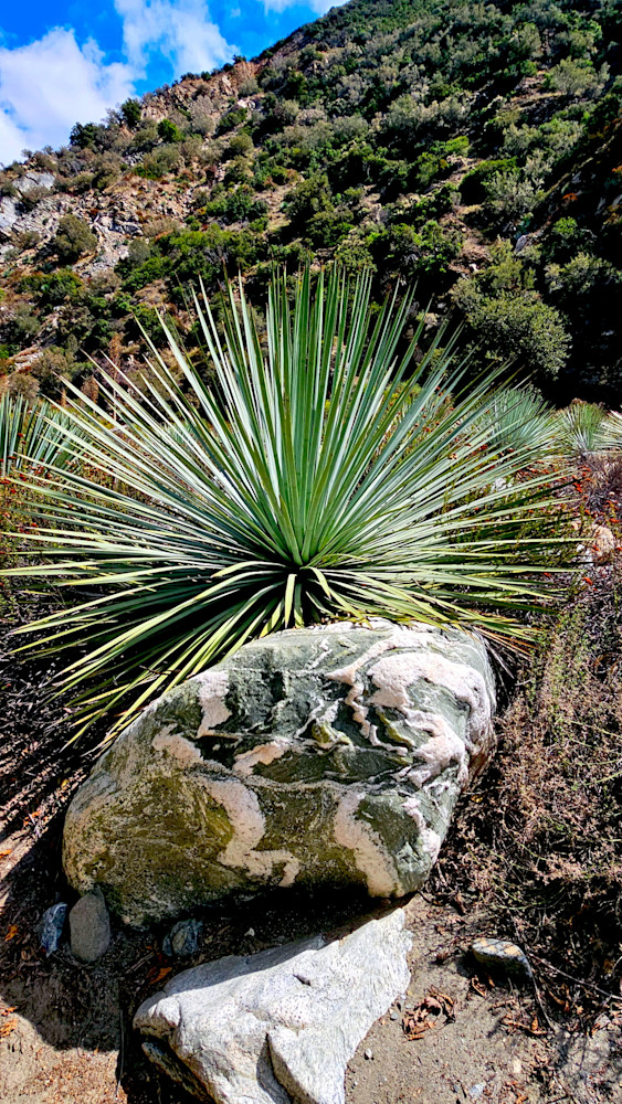 Yucca Plant In San Gabriel Mountians Photography Art | InYourBackyard