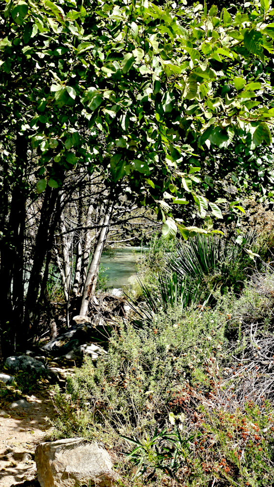 San Gabriel River Through The Trees Photography Art | InYourBackyard