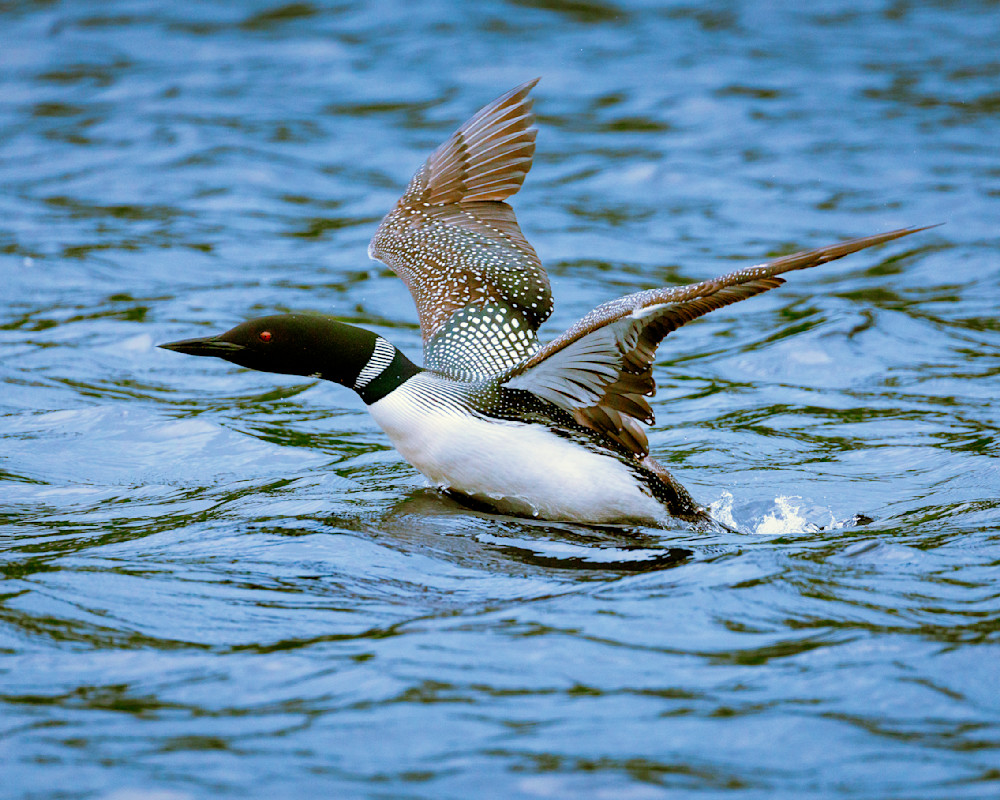 Loon Taking Off From The Water Kawarthas Ontario Photography Art | Mike Soegtrop Photography