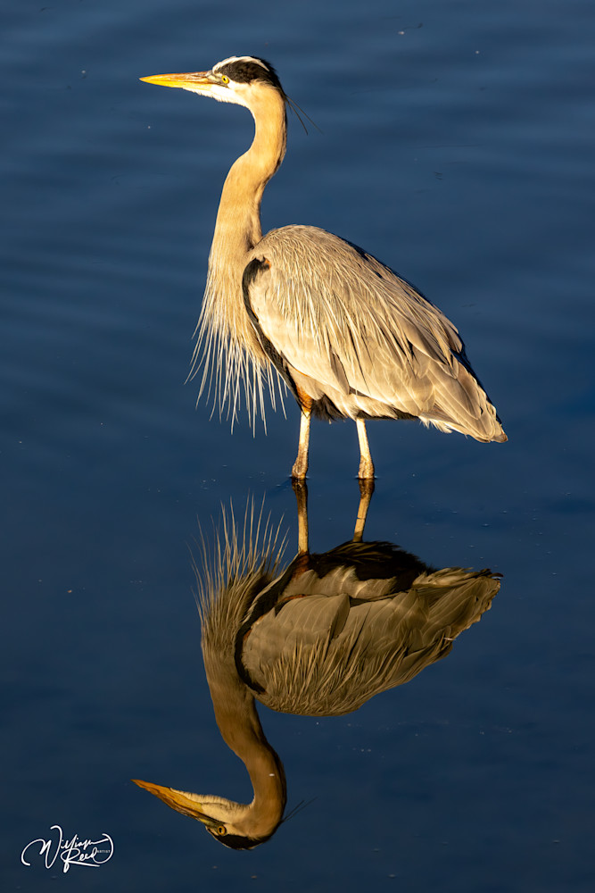 Standing in the Shallows - Serene Nature Photography