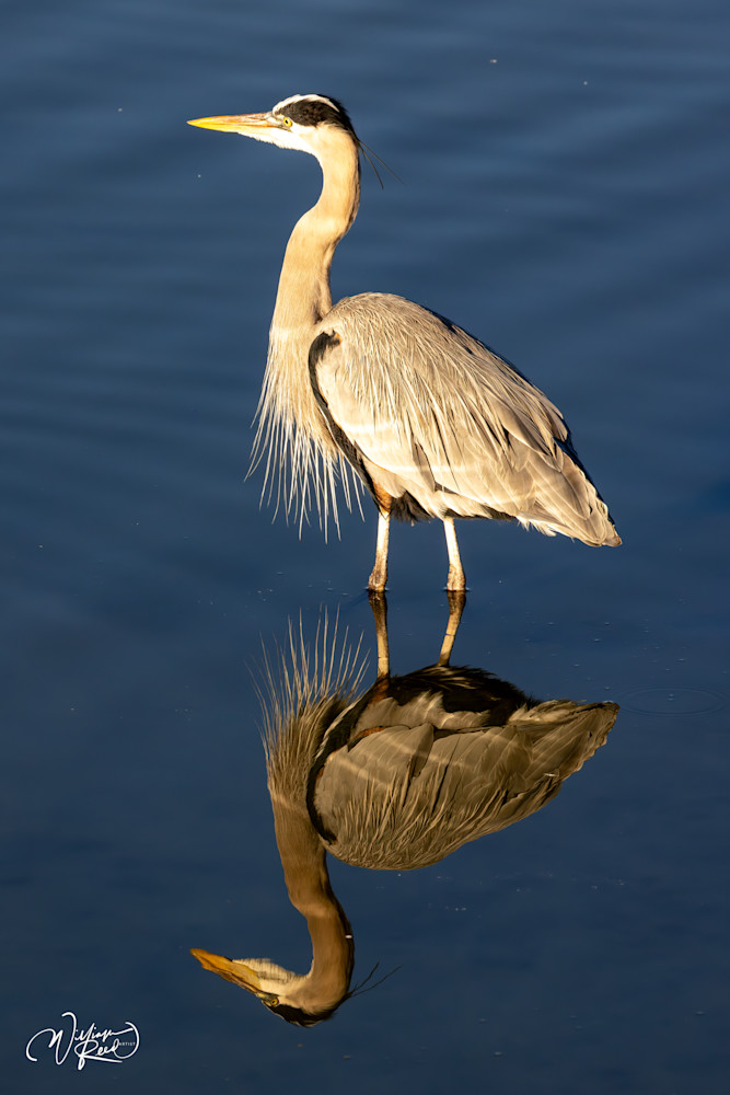 Quiet Mastery - Elegant Heron Reflection Photography