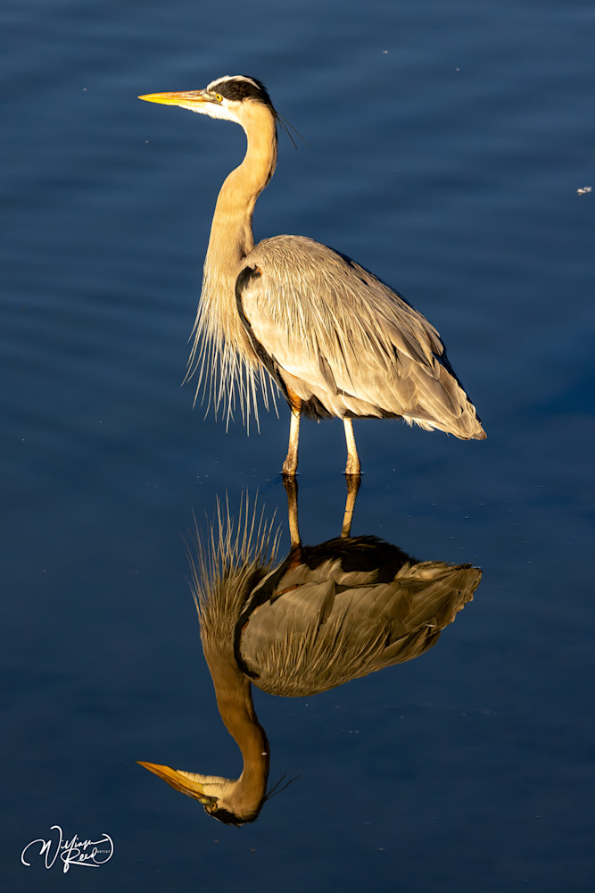 Between Water and Sky - Serene Nature Photography