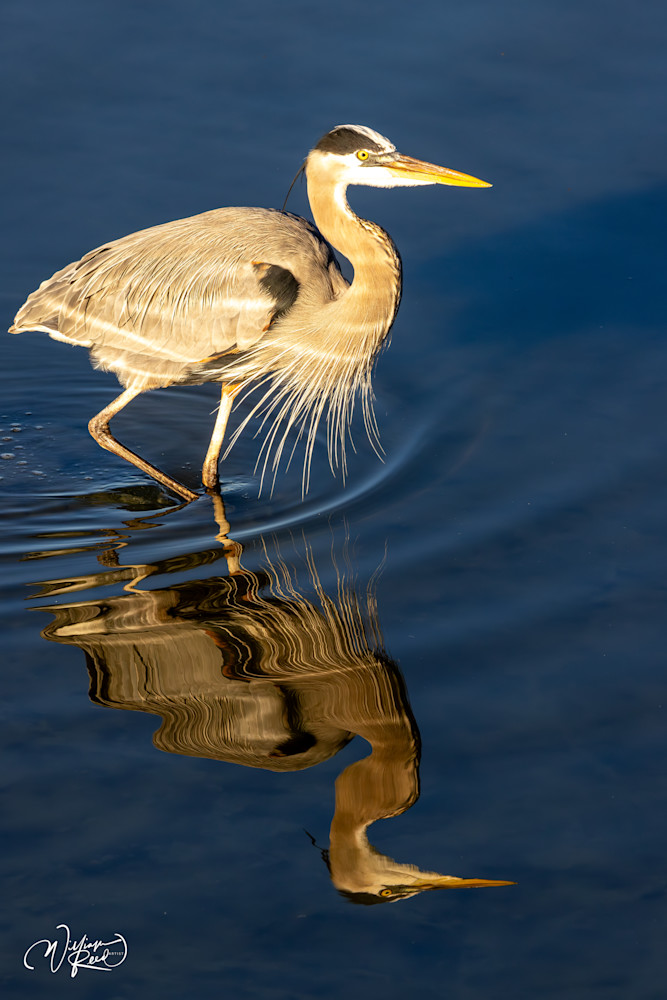 legant Heron Reflection in Water - Patience of the Marsh