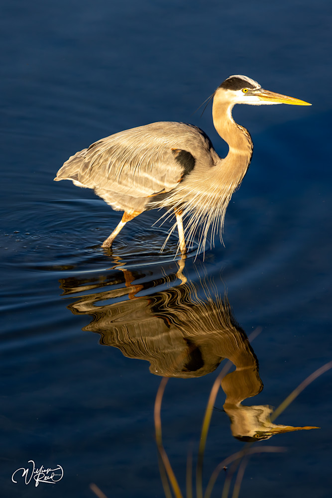 Making a Move - Serene Nature Photography