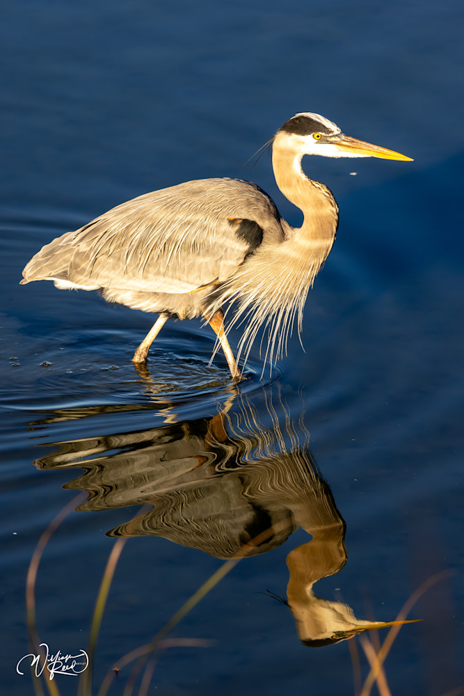 Marshland Beauty: Serene Heron Reflection Artwork