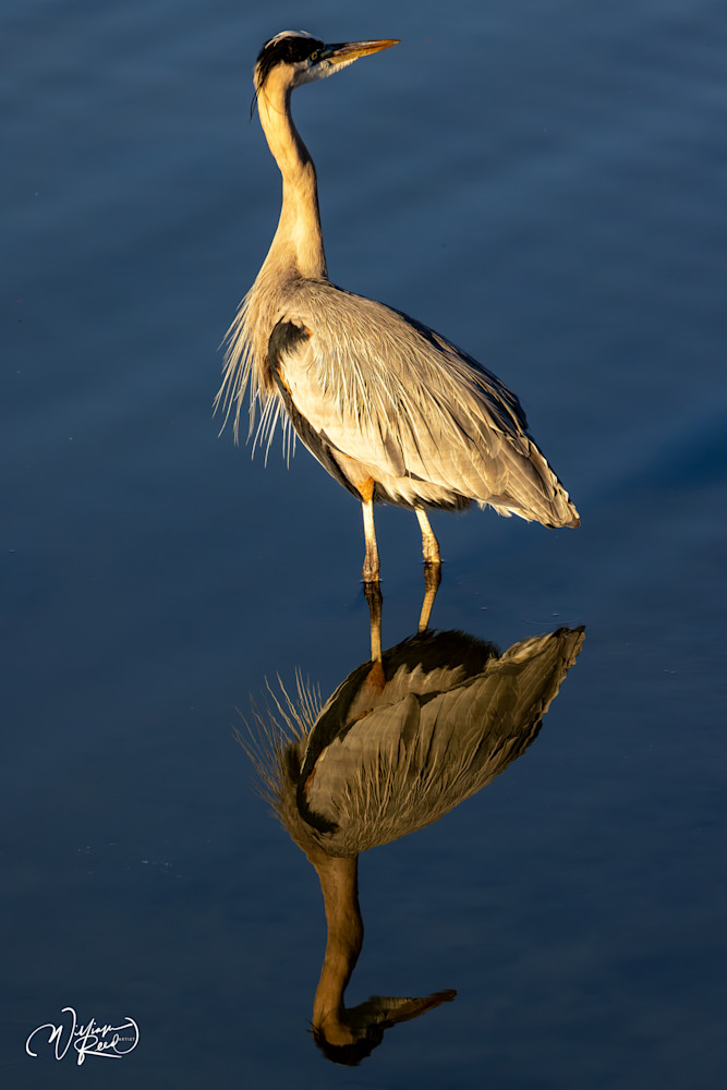 The Watchful Wader - Elegant Heron Photography