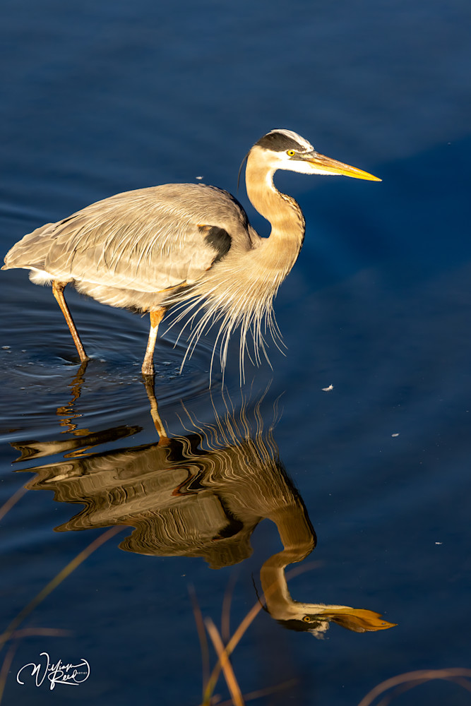 Solitude in the Reeds - Heron Reflection Artwork