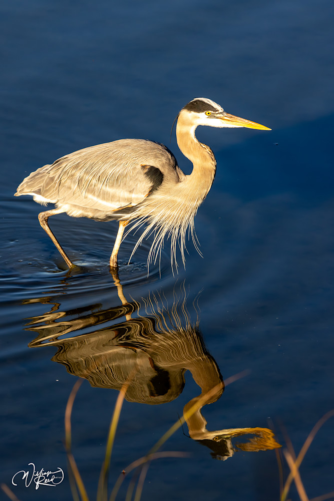 Slow Motion by the Shore - Elegant Heron Photography