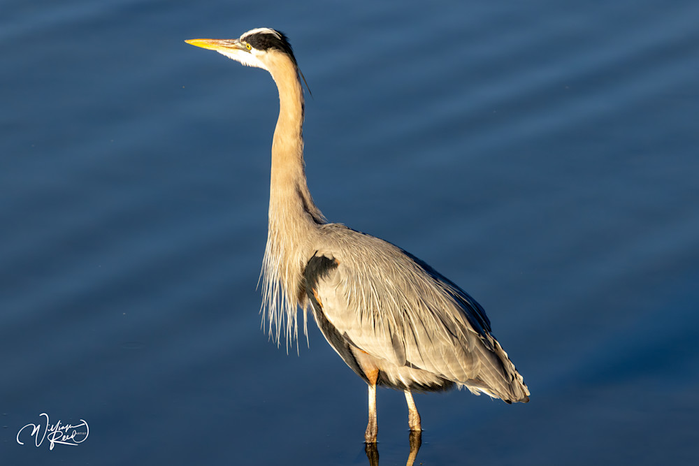 A Study in Stillness - Serene Heron Artwork