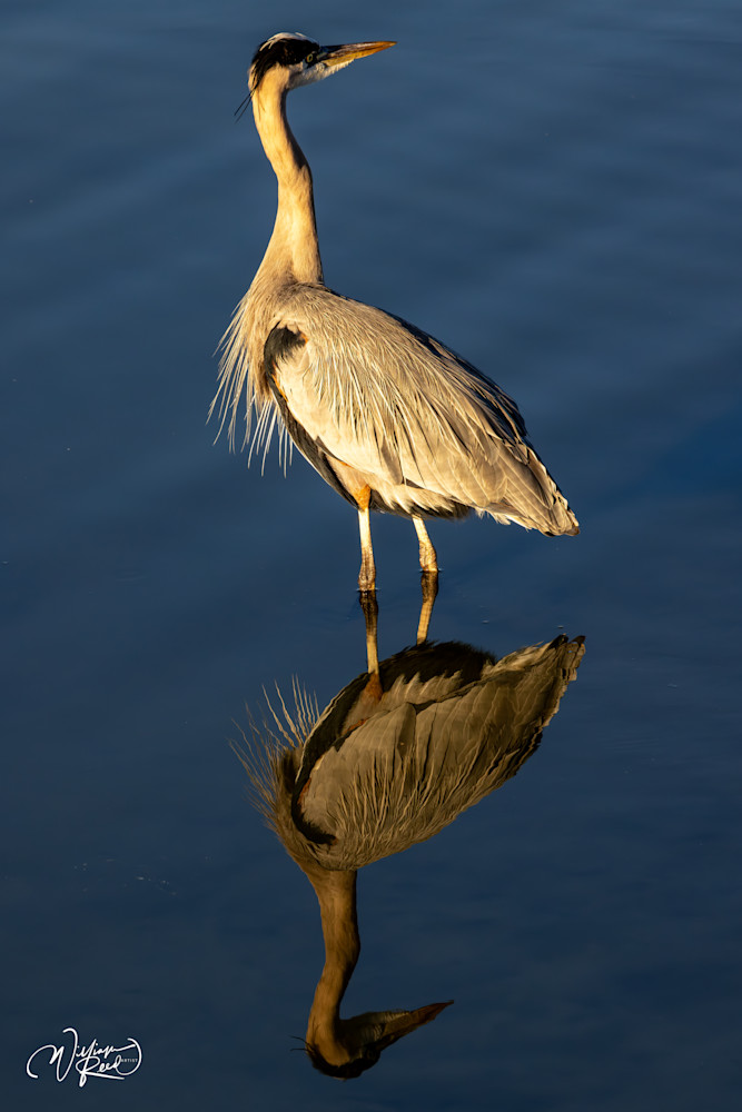 Blue Heron Reflection - Serene Wildlife Photography