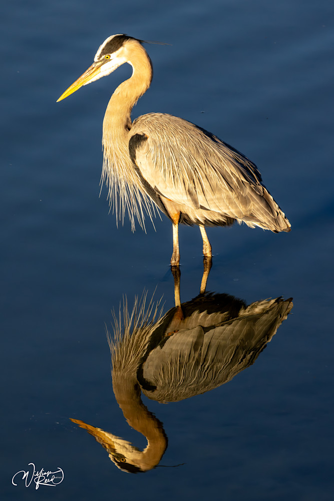 Feathered Vigil - Elegant Heron Reflection Photography