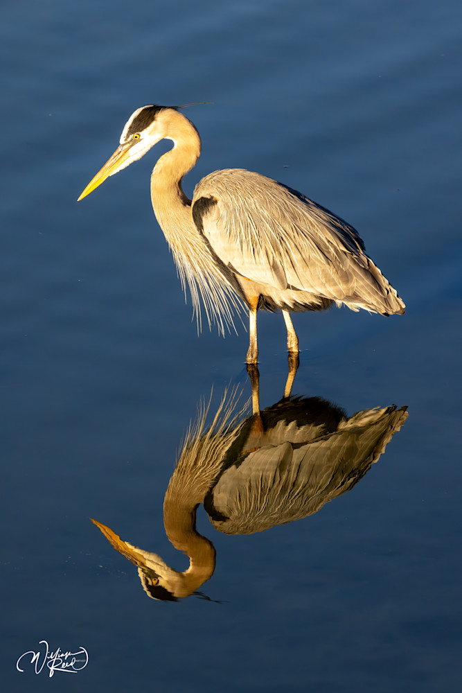 Silent Hunter - Blue Heron Reflection Photography