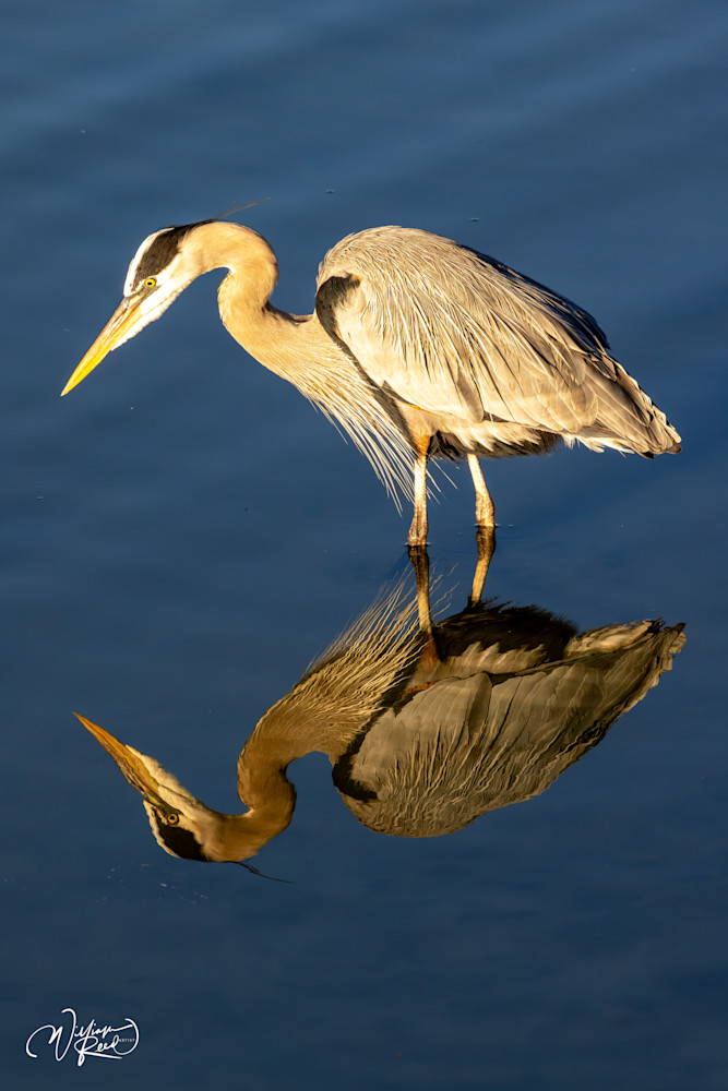 The Long Wait - Serene Heron Reflection Artwork