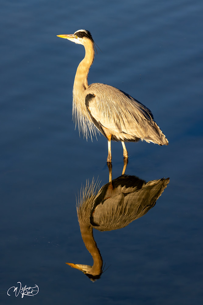 Elegant Heron Reflection Photography - A Mirror Image of Beauty
