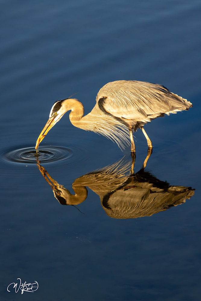 A Ripple in Time - Serene Heron Reflection Artwork