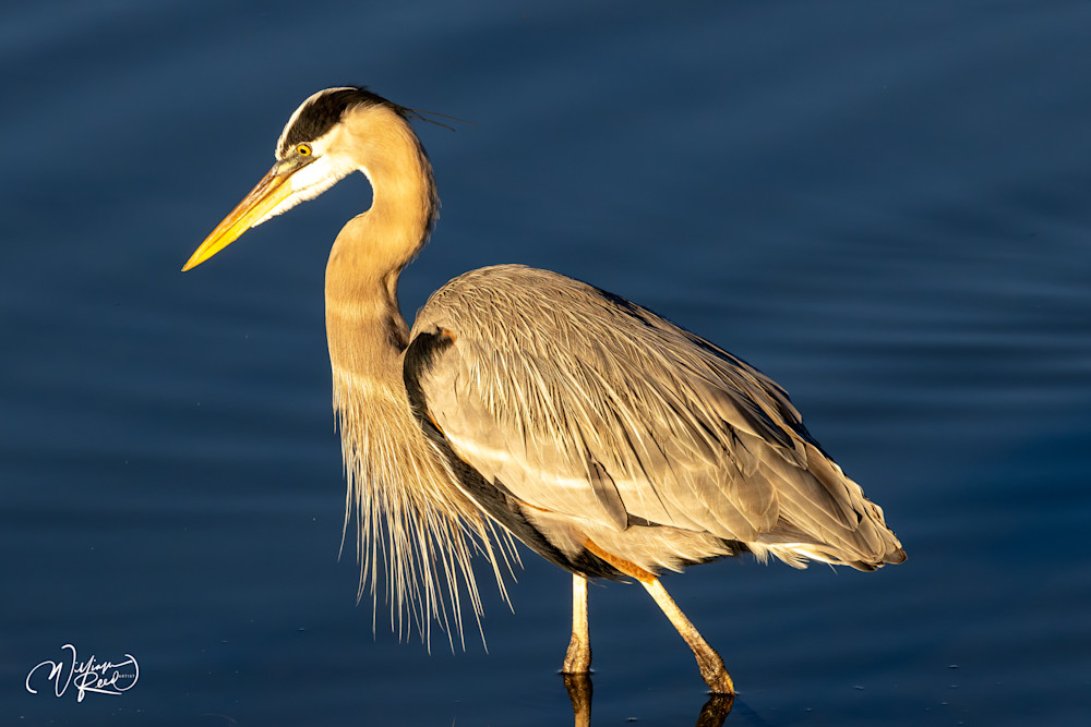 Coastal Calm - Elegant Heron Artwork