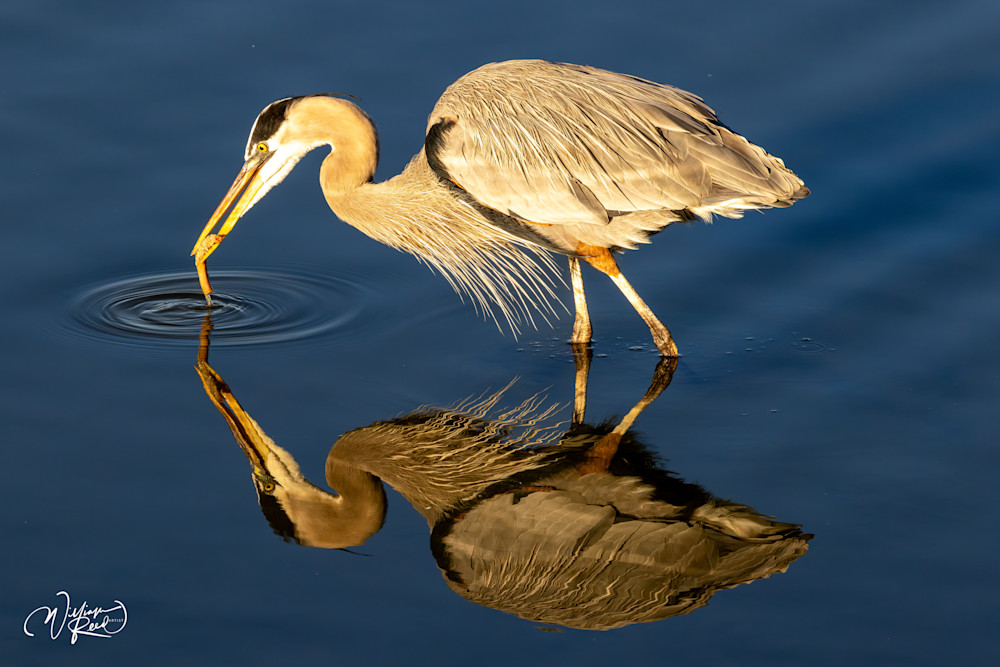 Touching Beauty - Serene Heron Reflection Artwork