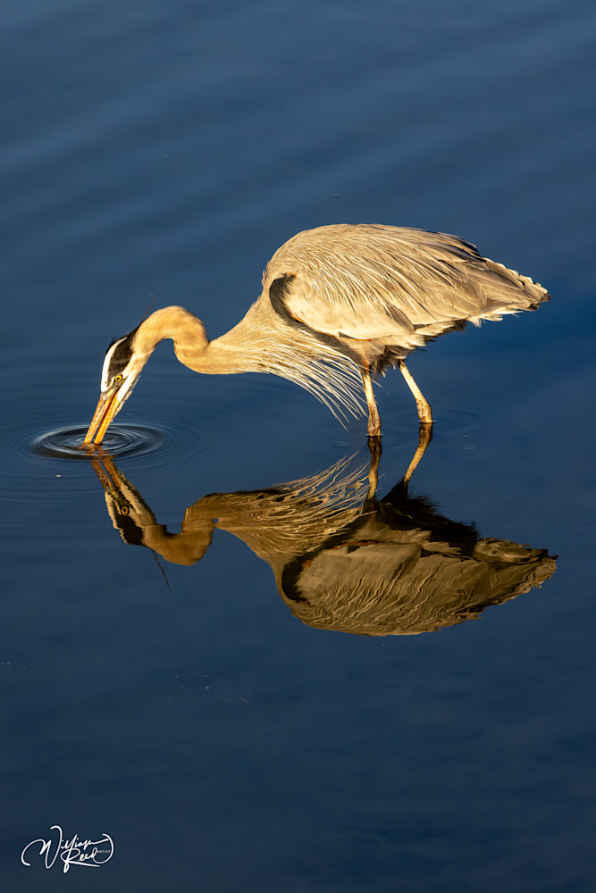 Got You - Elegant Wildlife Photography