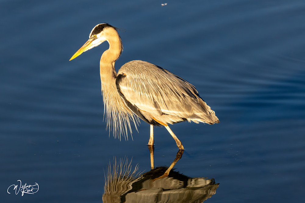 Blue Heron Reflection Artwork - Nature Photography